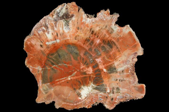 Polished Petrified Wood (Araucaria) Round - Arizona #141396